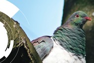 Dunedin Botanic Garden Photo Competition