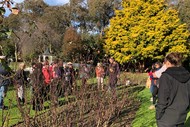 Rose Pruning Demonstration