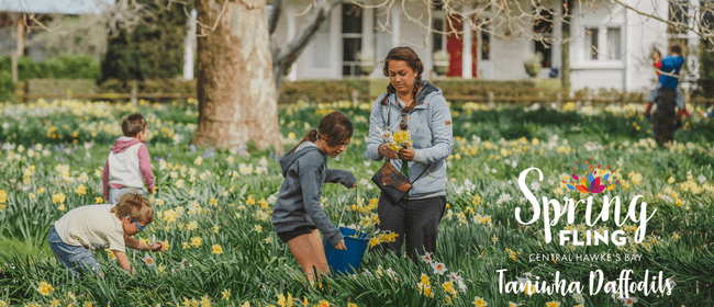 Taniwha Daffodils