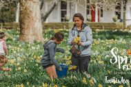 Taniwha Daffodils