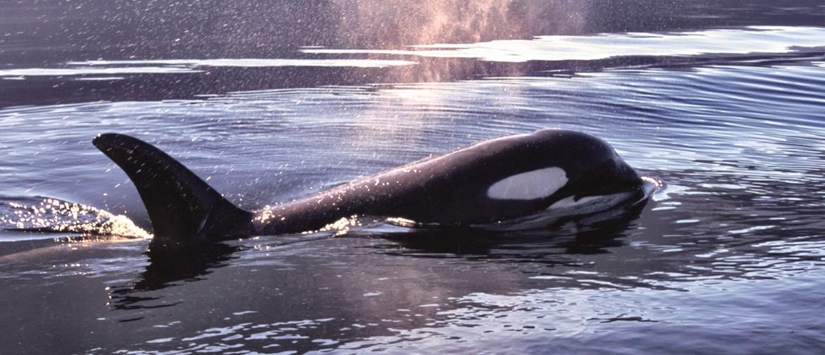 'The Whale' 'The Whale'