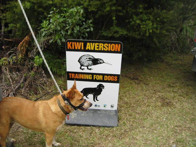 are dogs allowed kiwi