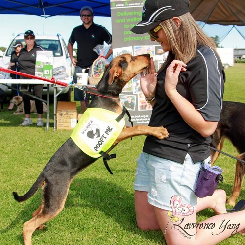 School of the Naked Dog - Dog Training in Christchurch ... Fun Dog Events - Auckland - Eventfinda