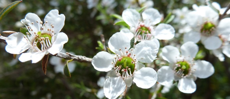 First Light Flower Essences of New Zealand Flowers First Light Flower Essences of New Zealand Flowers