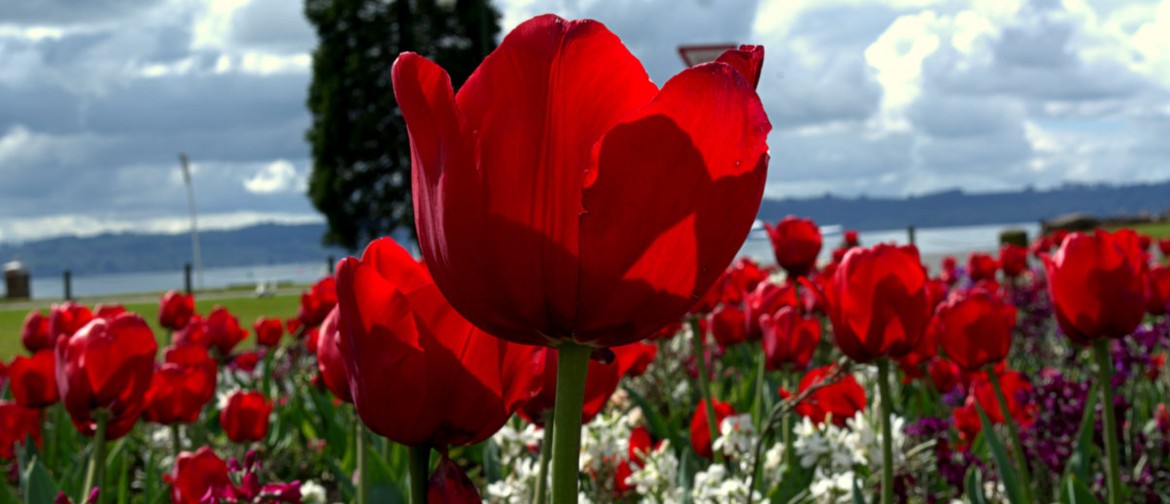 Guided Tulip Walk Guided Tulip Walk