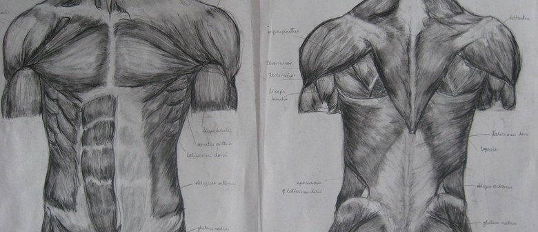 Drawing Salon Anatomy For Artists Dunedin Eventfinda