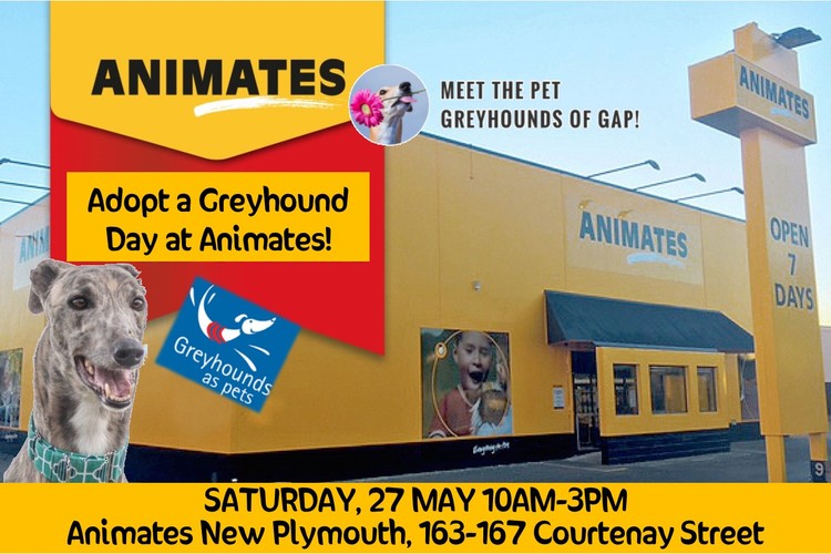 new plymouth pound dogs for adoption