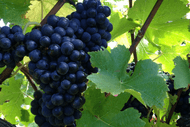 Wine, Shine, Years