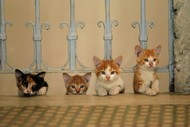 Film: Kedi