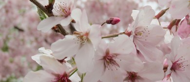 Image result for Cherry Blossom Festival 2017 Nelson