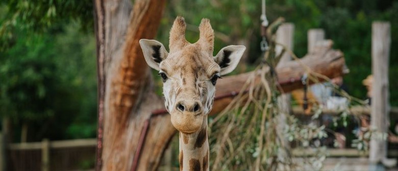 Auckland Zoo