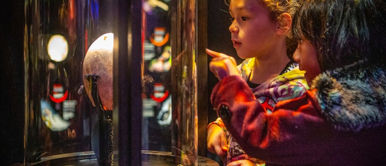 Museum of New Zealand Te Papa Tongarewa
