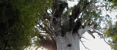 Waipoua Forest Giants - Roadside Stories