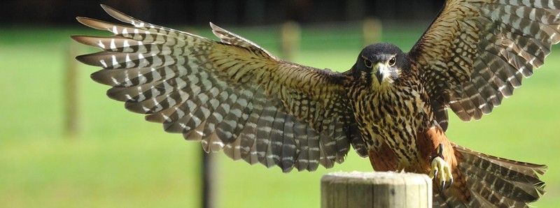 Wingspan National Bird of Prey Centre