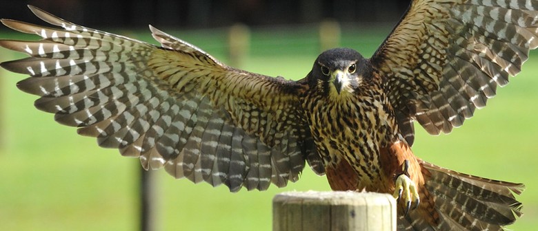 Wingspan Bird of Prey Centre Rotorua NZ