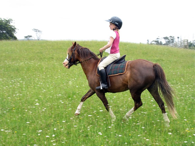 Pony Rides Children's Riding School, Auckland Eventfinda