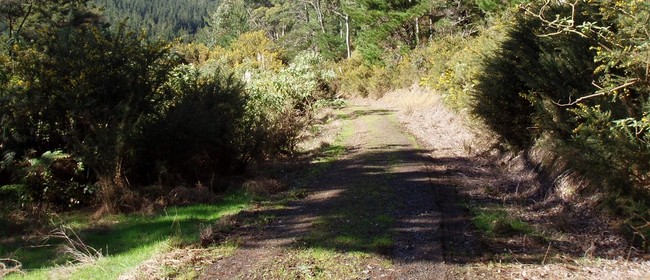 Whitford Forest